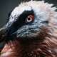 Bearded Vulture