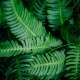 Green Leaf
