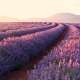 Lavenders