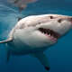 Great White Sharks