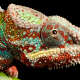 Lizard