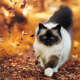 Birman