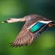 Ducks