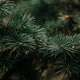 Fir Trees
