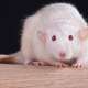 Rats