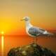 Seagull