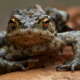 Toad