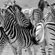 Zebras