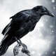 Raven