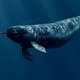 Narwhal