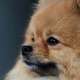Pomeranians