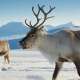 Caribou