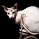 Sphynx