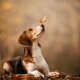 Beagles