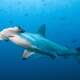 Hammerhead Sharks