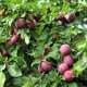 Plums