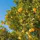 Oranges