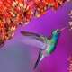 Hummingbirds