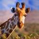 Giraffes