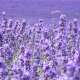 Flower Fields
