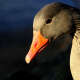 Geese