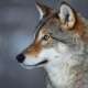 Gray Wolf