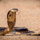King Cobras