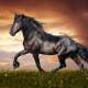 Horses