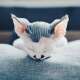 Devon Rex
