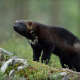Wolverines