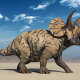 Triceratops