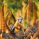 Coati