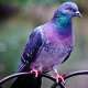 Pigeons