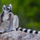Ring Tailed Lemur
