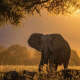 Elephants