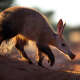Aardvark