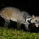 Civet