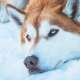 Husky