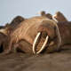 Walrus