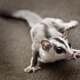 Sugar Glider