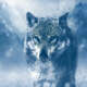 Ice Wolf