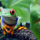 Jungle Animal