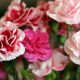 Carnations