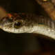 Boomslang
