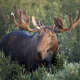 Elk