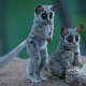 Bush Baby (Galago)
