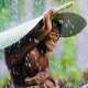 Chimpanzee