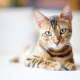 Bengal Cats