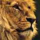 Lions