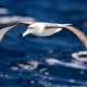 Albatross